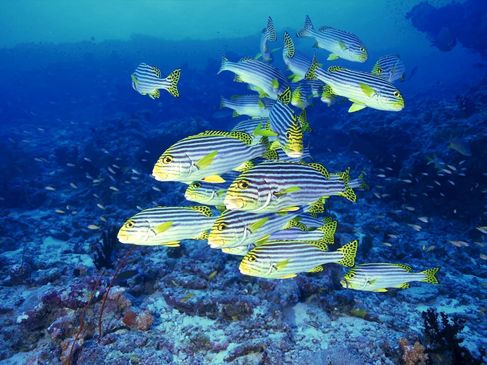 Bunte Fische