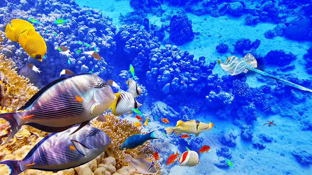 Tropische Fische