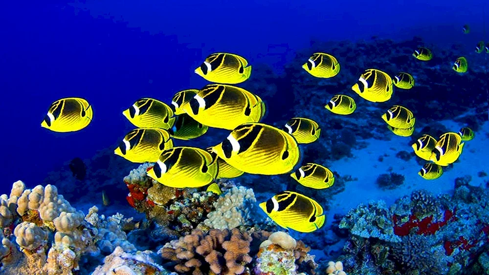 Die Unterwasserwelt von Ägypten Sharm El Sheikh. El Sheikh