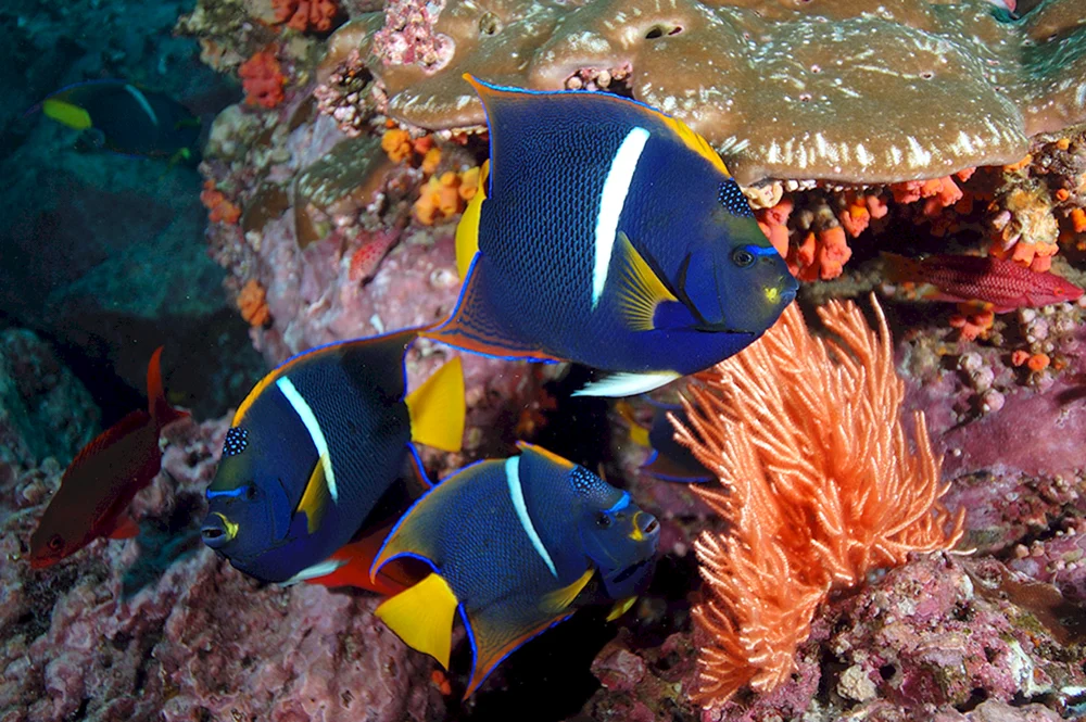 Ägyptische Unterwasserwelt Sharm El Sheikh