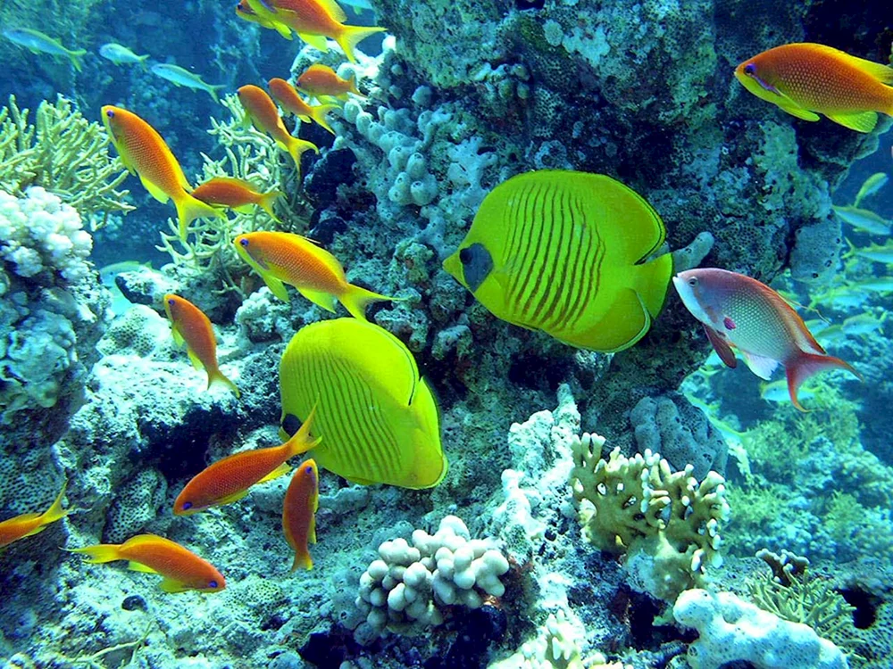 Rotes Meer Riff Fisch