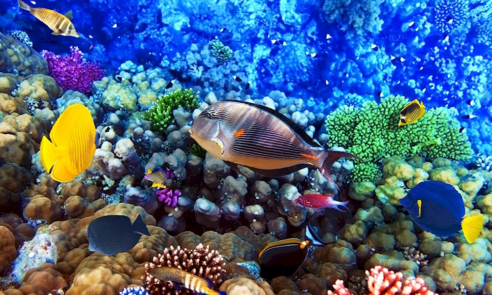 Ägyptische Unterwasserwelt Sharm El Sheikh