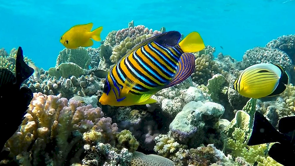 Ägyptische Unterwasserwelt Sharm El Sheikh. Scheich