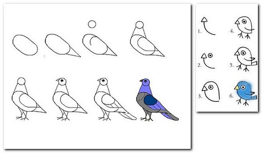Vogelzeichnung