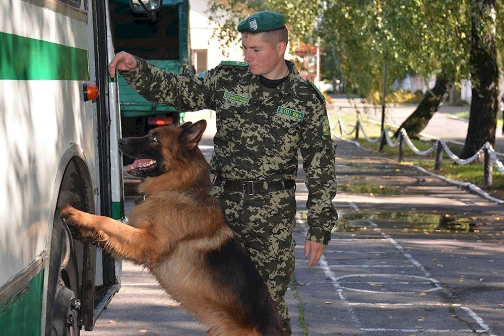 Grenzschutzhunde