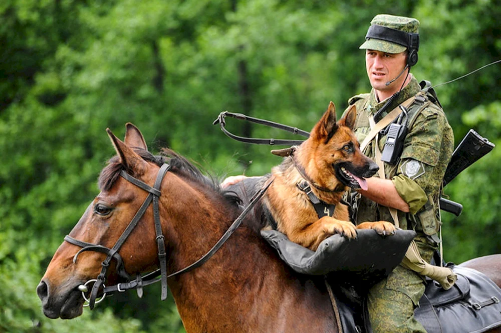 Osteuropäischer Schäferhund Grenzschutzhund