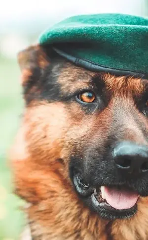 Border Guard Deutscher Schäferhund