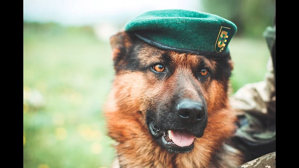 Border Guard Deutscher Schäferhund