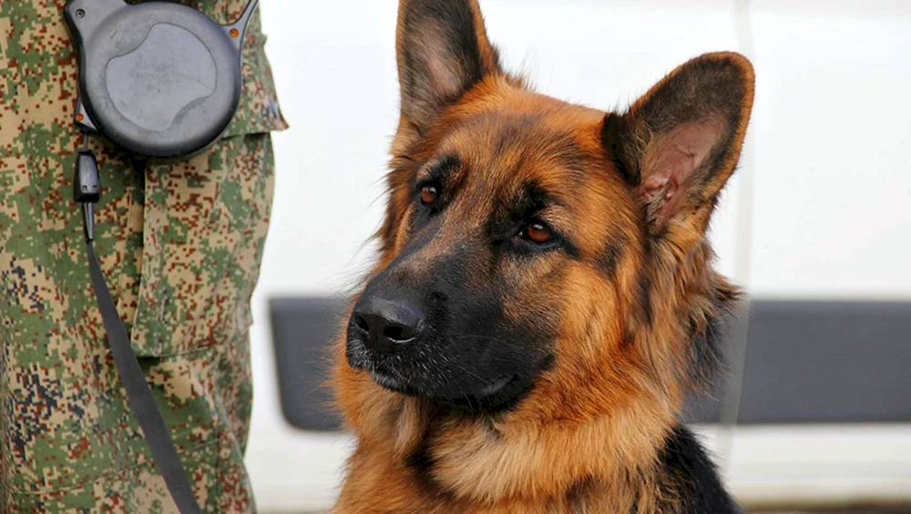 Border Guard Deutscher Schäferhund