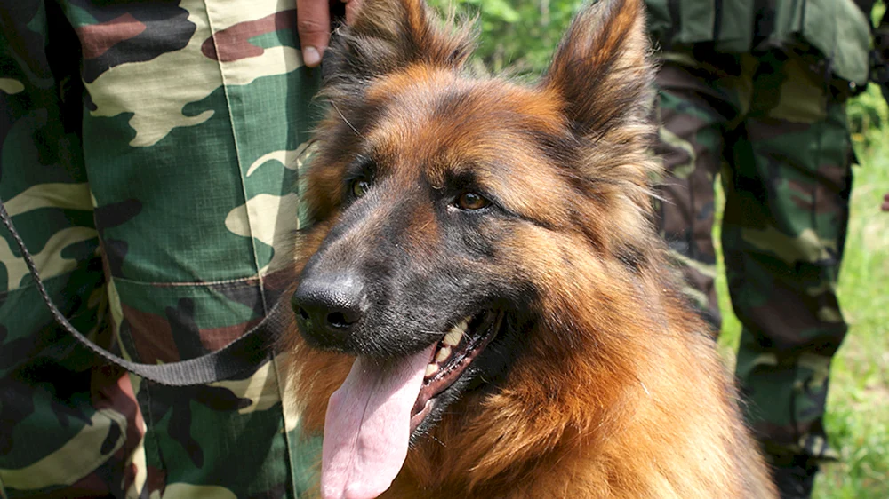 Grenzschutzhund Deutscher Schäferhund