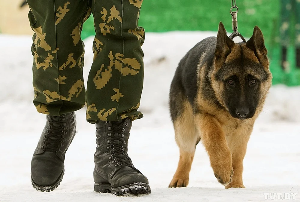 Grenzschutzhund Deutscher Schäferhund