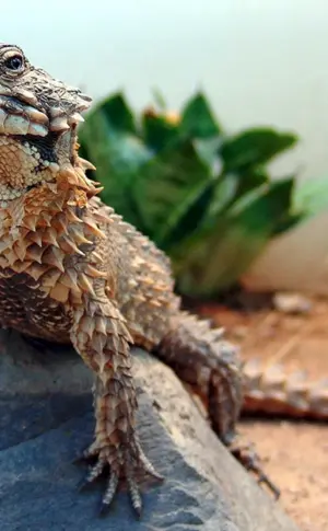 Gürtelschwanzgecko