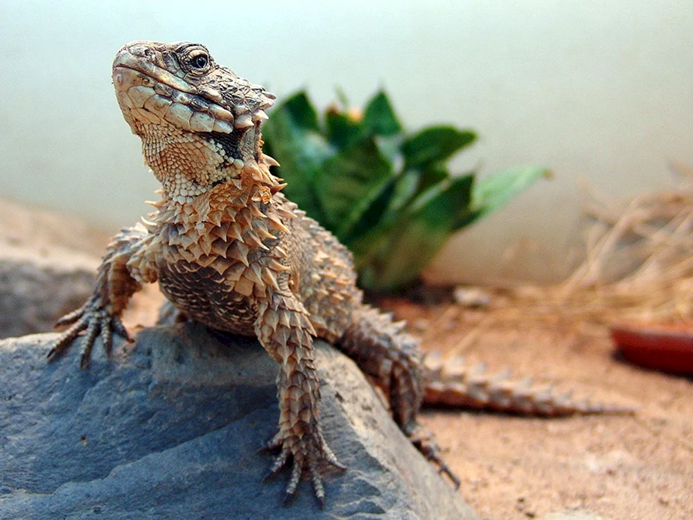Gürtelschwanzgecko