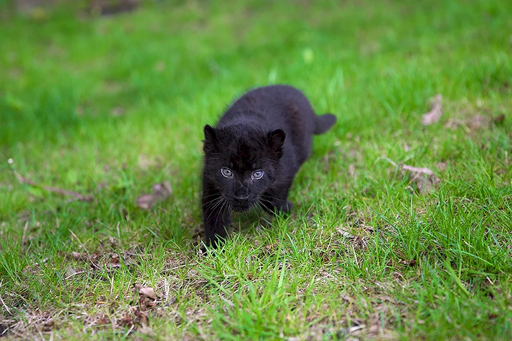 Pantherjunges schwarz melanistisch