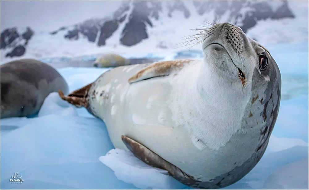 Pinguine in der Antarktis