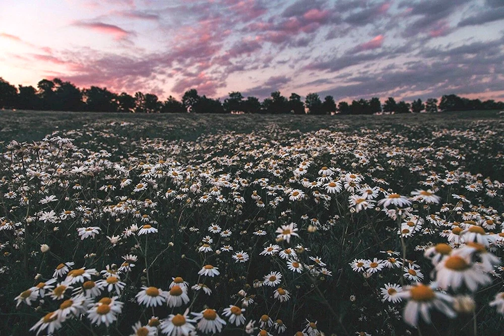 Feld Aesthetica