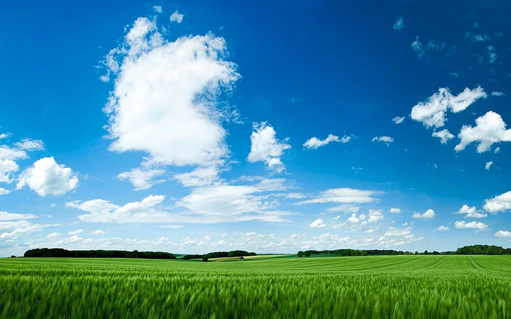 Feldhimmel
