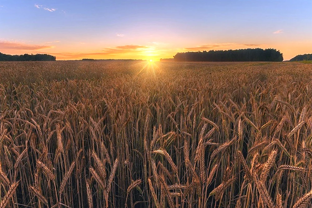Brotfelder der Region Krasnodar