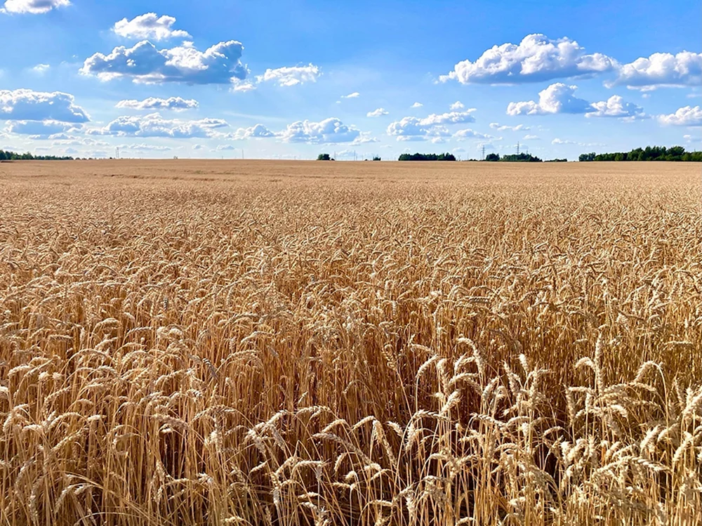 Weizenfeld