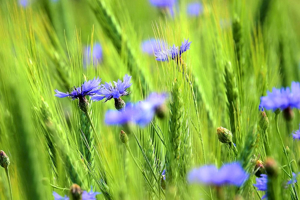 Hintergrund mit Kornblumen