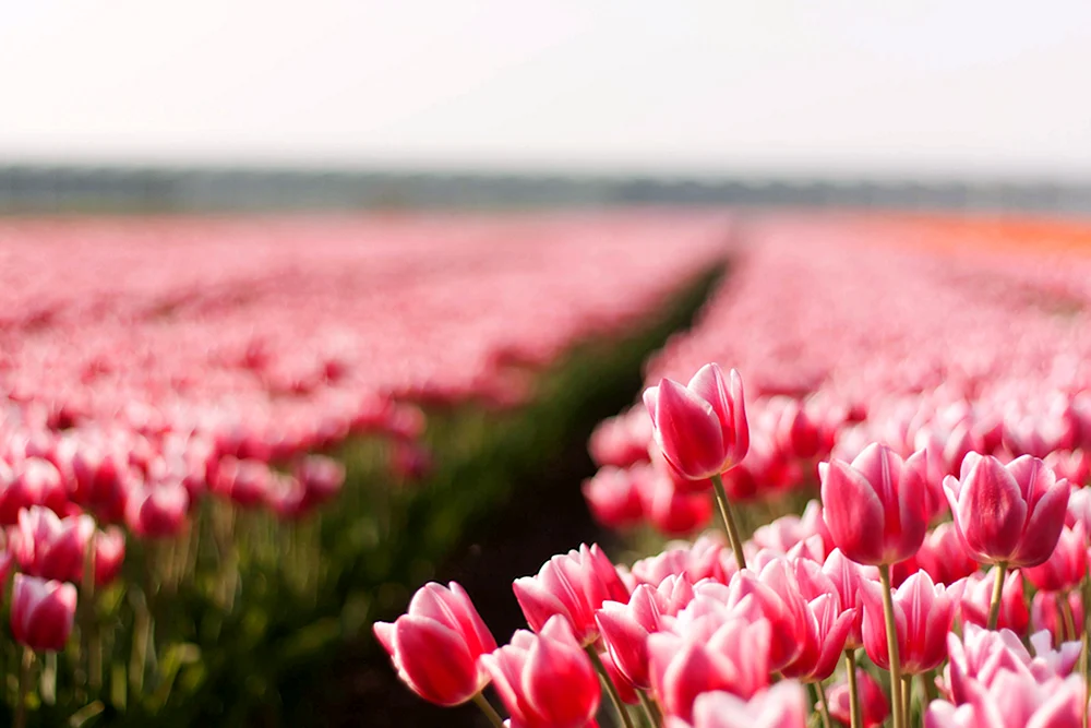 Tulpenfeld