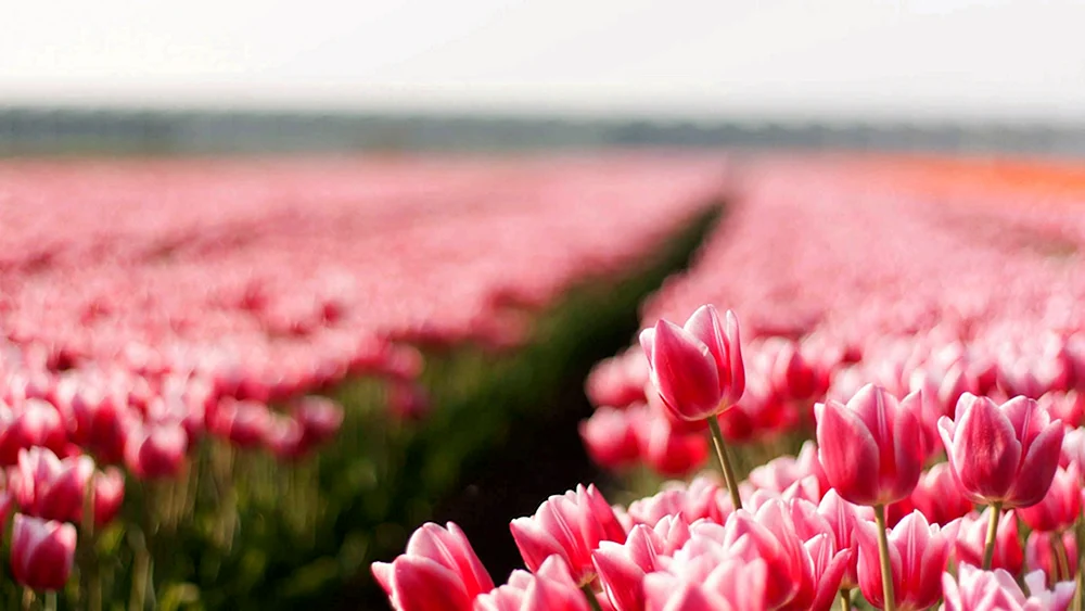 Tulpenfeld