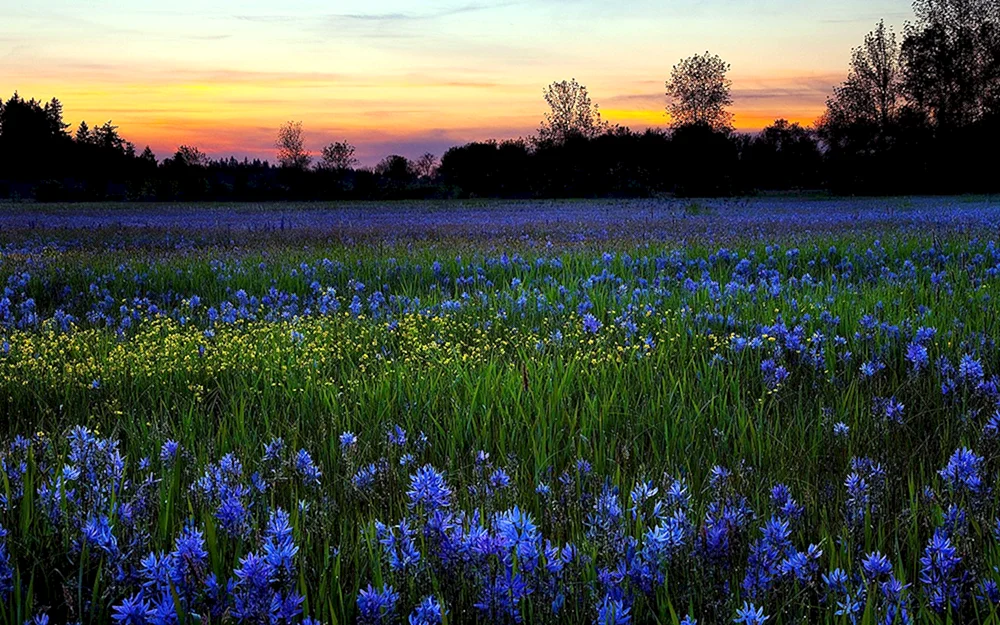 Feld von Roggen und Kornblumen