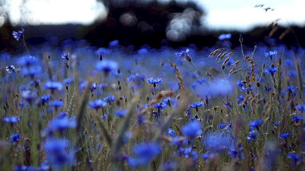 Blumen Kornblume Astra
