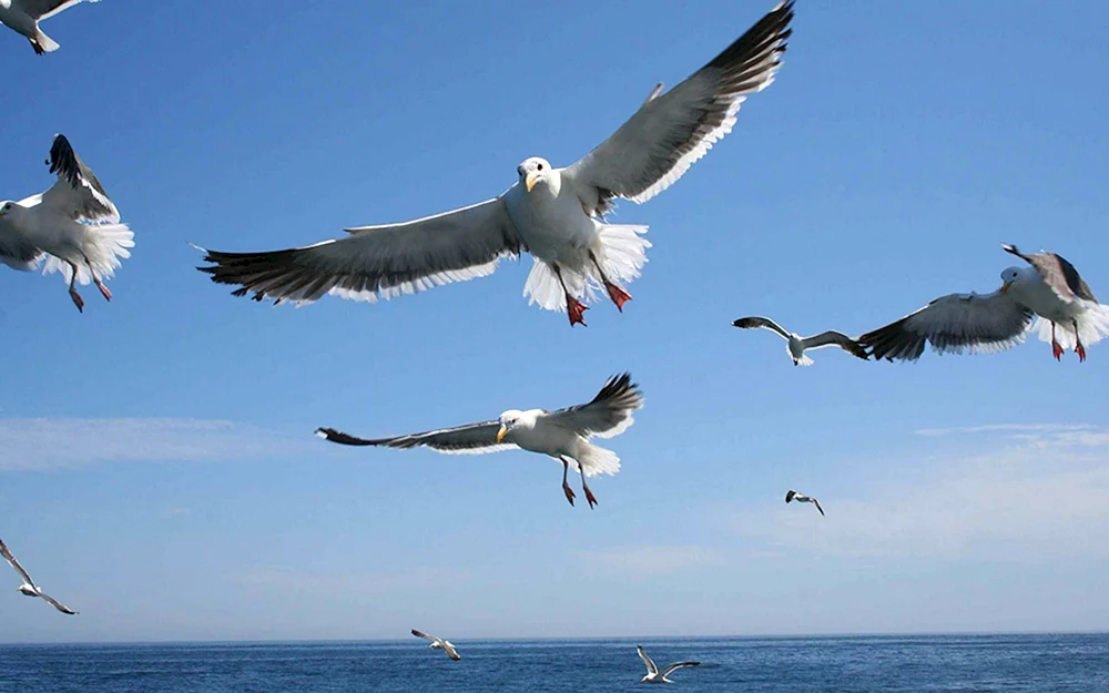 Möwen im Flug ex. Möwe 4