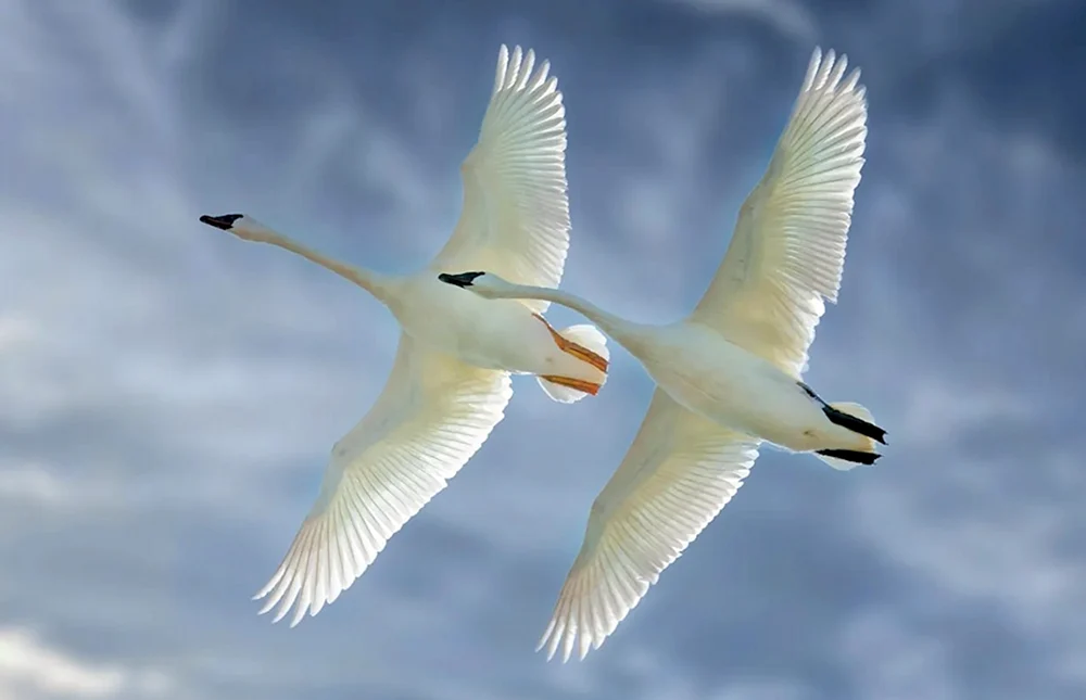Pfeifschwan fliegend