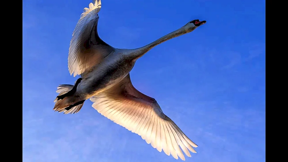 Schwäne fliegend im Himmel