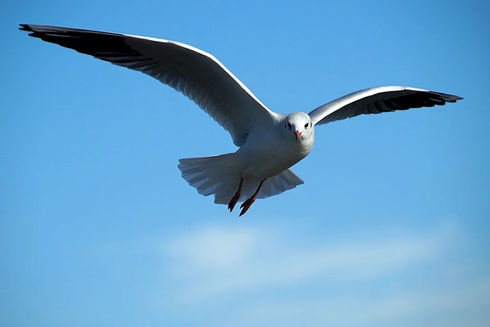 Vögel am Himmel