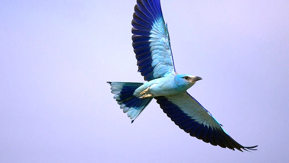 Vögel im Flug