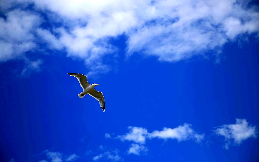 Vogel im Flug