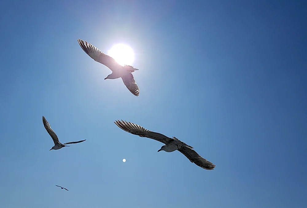 Vögel im Flug
