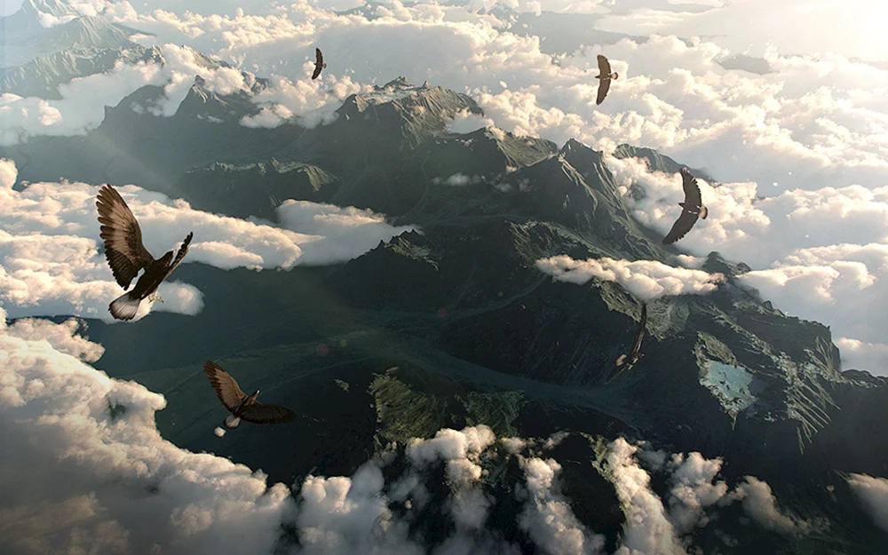 Vögel im Flug