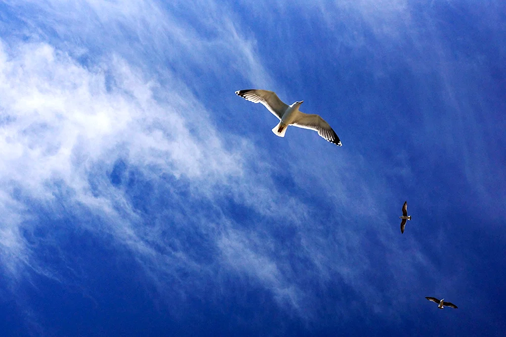 Vögel fliegend am Himmel