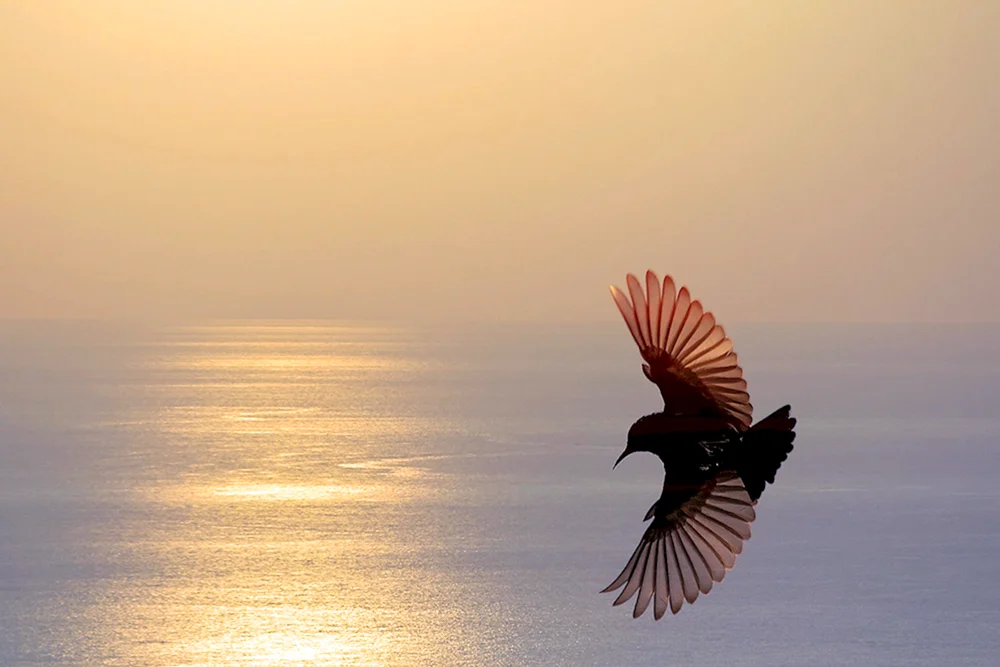 Vögel am Himmel
