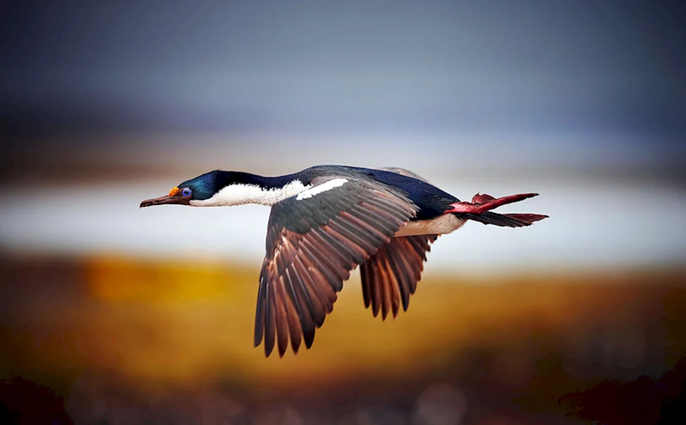 Vogel im Flug