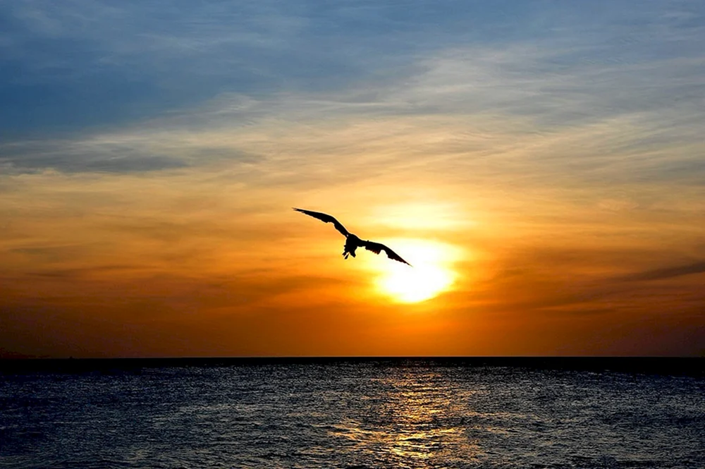 Vogel im Flug