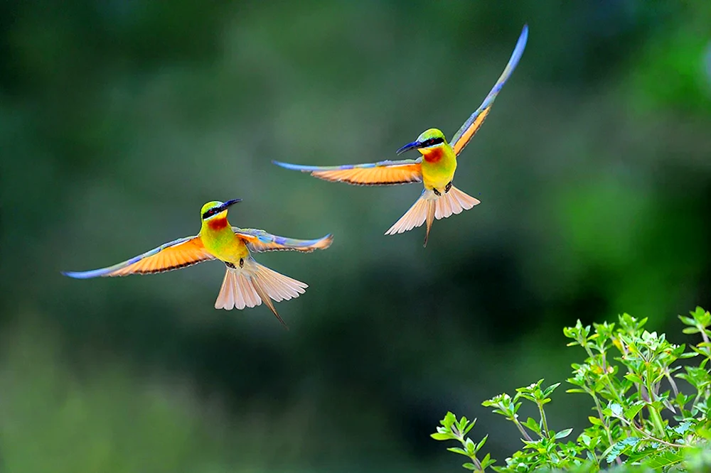 Die Meise im Flug