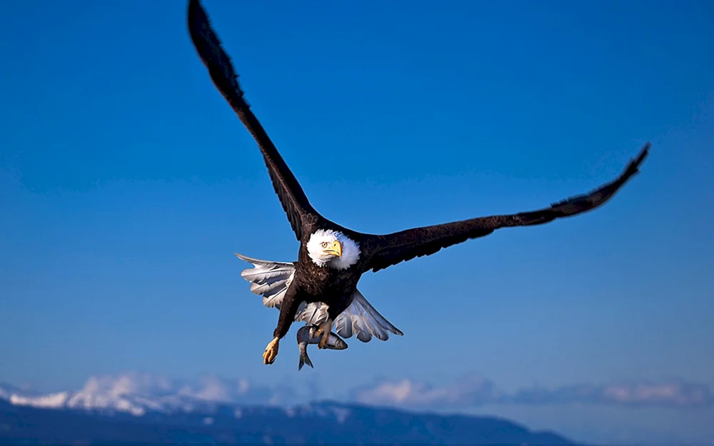 Der auffliegende Adler