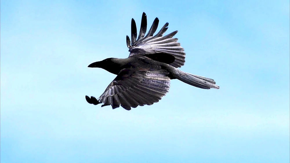 Der Rabenflug