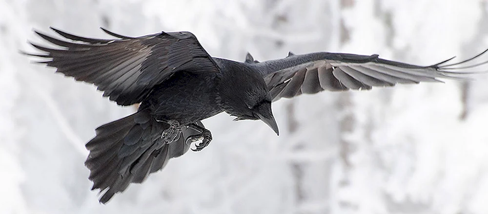 Krähe im Flug