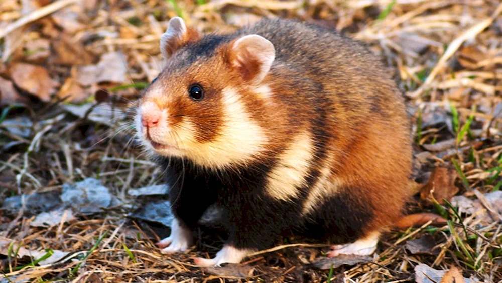 Wildhamster Cricetus Cricetus
