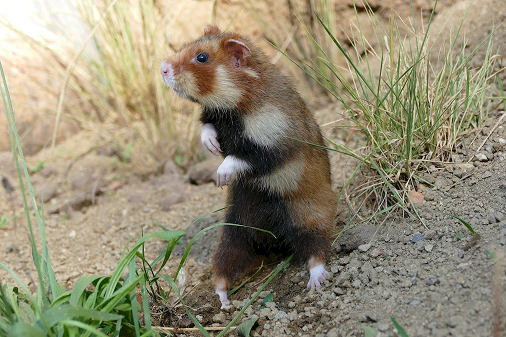 Wildhamster Karbysh schwarz