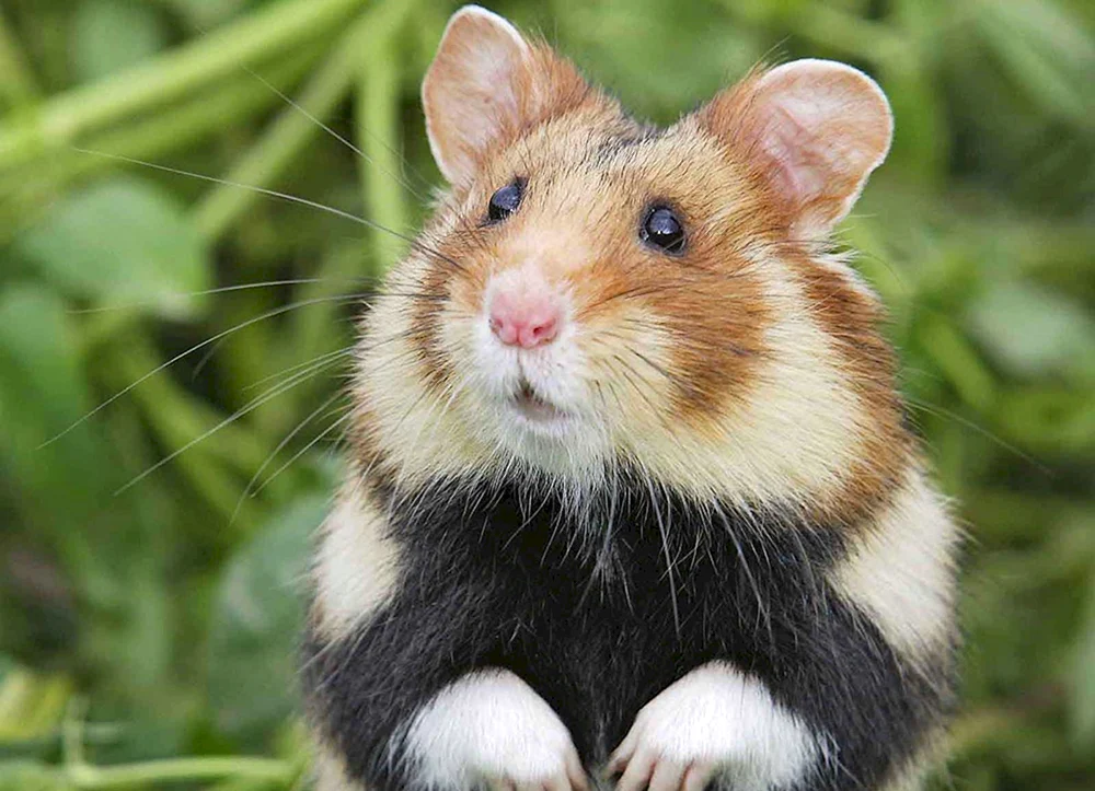 Großes Meerschweinchen Capybara