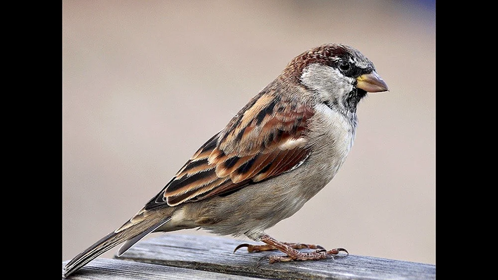 Feldsperling weiblich