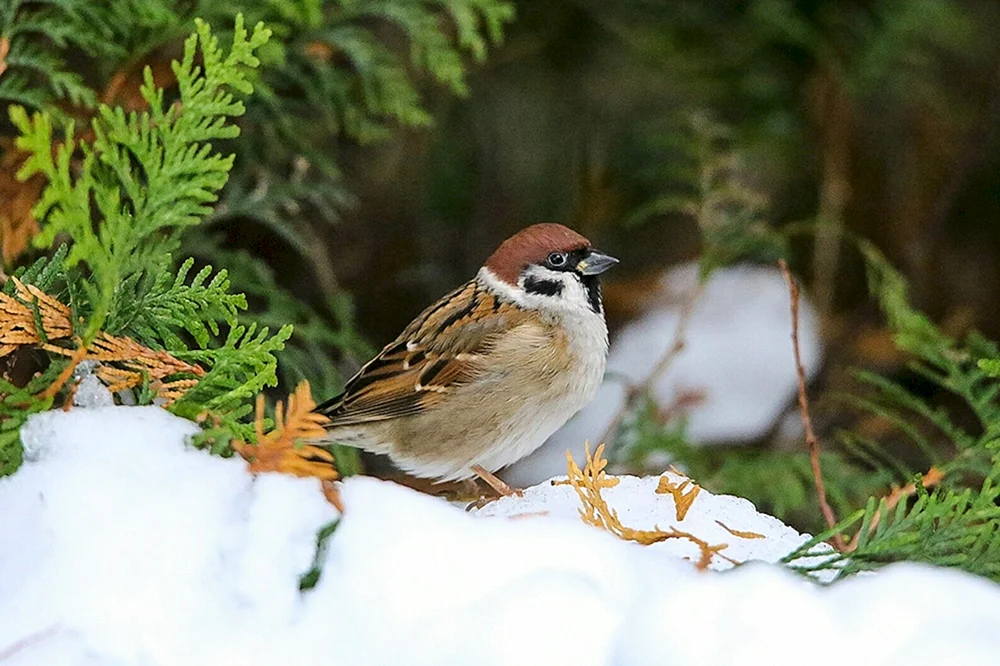 Haussperling Vogel