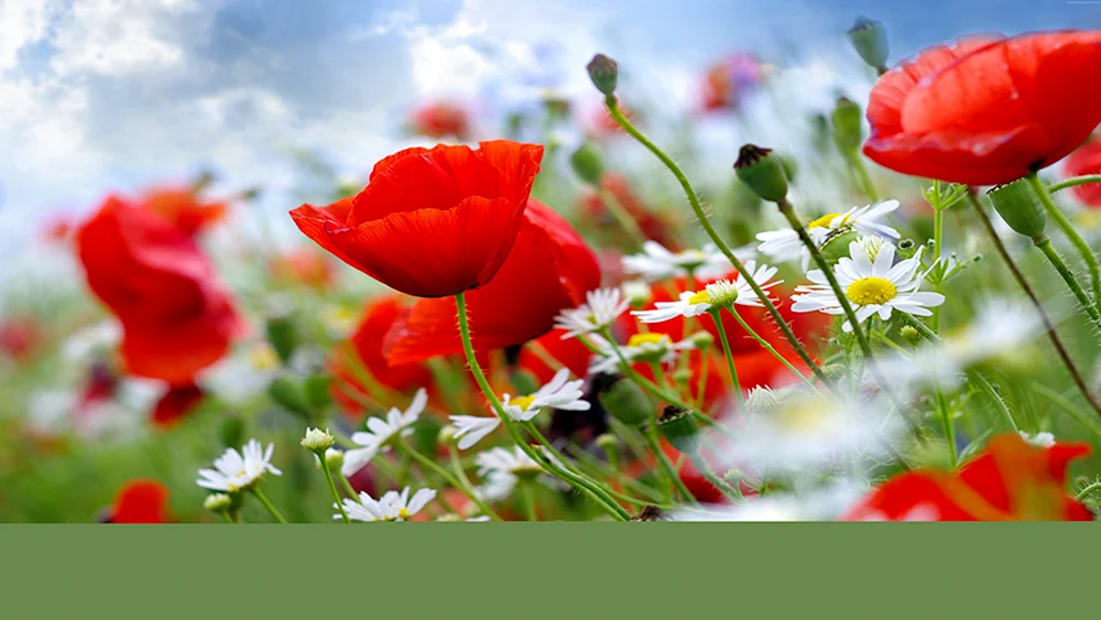 Feldblumen